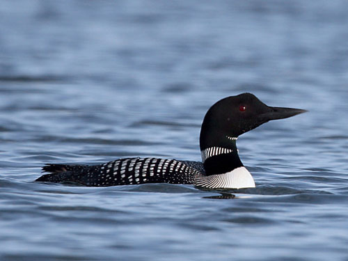 Northern Michigan Wildlife